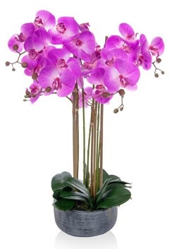Phalaenopsis Pink Orchid - H450mm