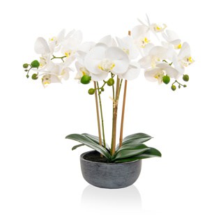 Phalaenopsis White Orchid - H450mm
