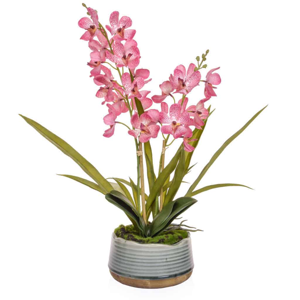 Vanda Pink Orchid - H570mm