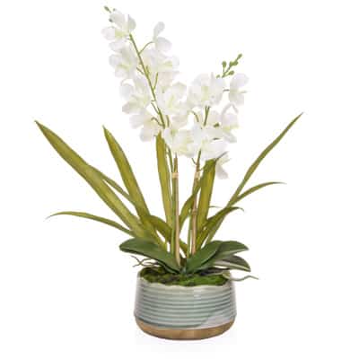 Vanda White Orchid - H570mm